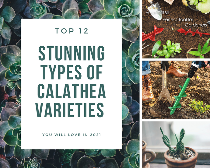 TOP 12 Stunning Types of Calathea Varieties You Will Love in 2021